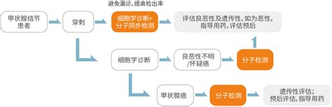 Oncodrug Seq™ 甲状腺分子检测项目 鼎晶生物 让医疗更有效肿瘤基因检测