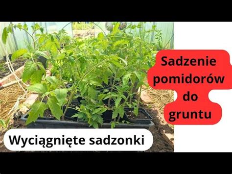 Jak sadzić wyciągnięte pomidory do gruntu Sadzenie pomidorów na leżąco