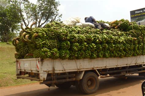 File Bananas Transported By Truck In Uganda 2010  Wikimedia Commons