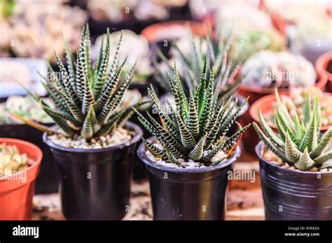 Collection Of Various Haworthia Fasciata Zebra Cactus Pearl And Star