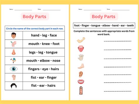 Printable Matching Body Parts Worksheet For Special Education Grade 1