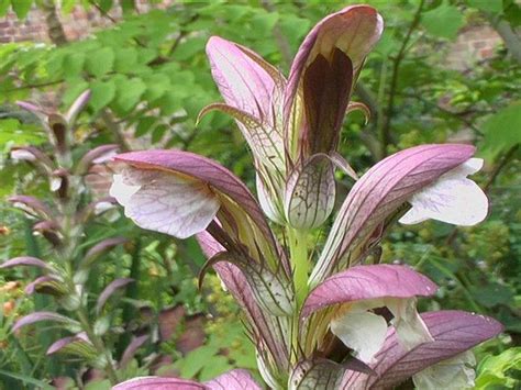 Acanthus Hungaricus Wildstaudenzauber