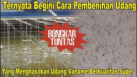 Begini Cara Pembenihan Udang Vaname Cara Membuat Benur Udang Vaname