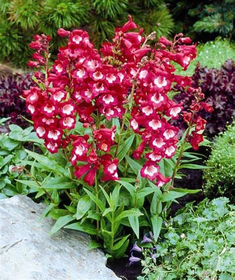 Penstemon Seeds | 6 Top Penstemons | Perennial Flower Seeds