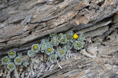 Ajania Scharnhorstii NaturaLista Mexico