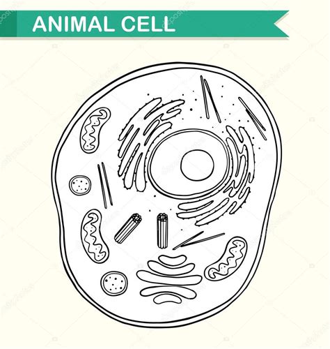 Diagrama Que Muestra La Célula Animal Vector De Stock De