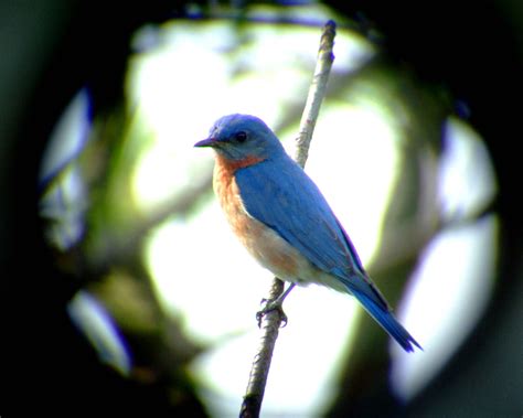 Eastern Bluebird