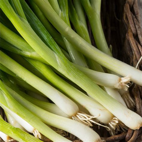 Bunching Onion Evergreen Bunching Seeds The Seed Collection