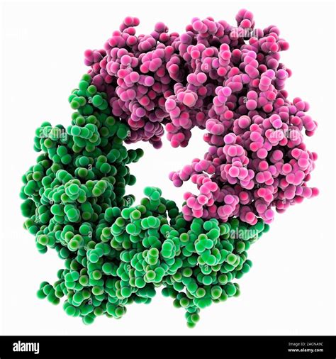 Dna Polymerase Iii Beta Subunits Molecular Model Dna Polymerases Are Enzymes That Synthesise