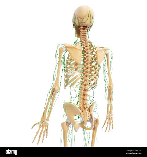 Lymphatic System Drawing Stock Photo Alamy