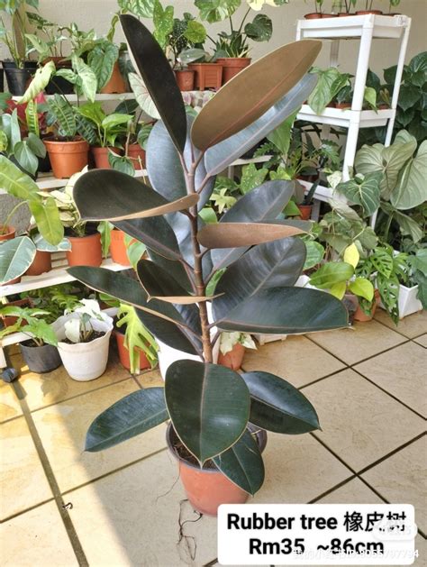 Ficus Elastica Furniture Home Living Gardening Plants Seeds On