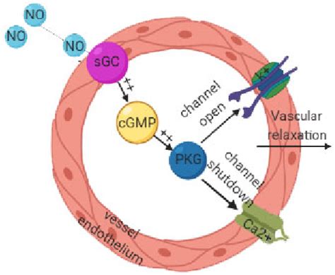 Figure 1 From The Role Of Nitric Oxide In Peptic Ulcer A Narrative