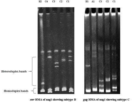 Heteroduplex Mobility Assay Of Nag For Env C V And Gag P P