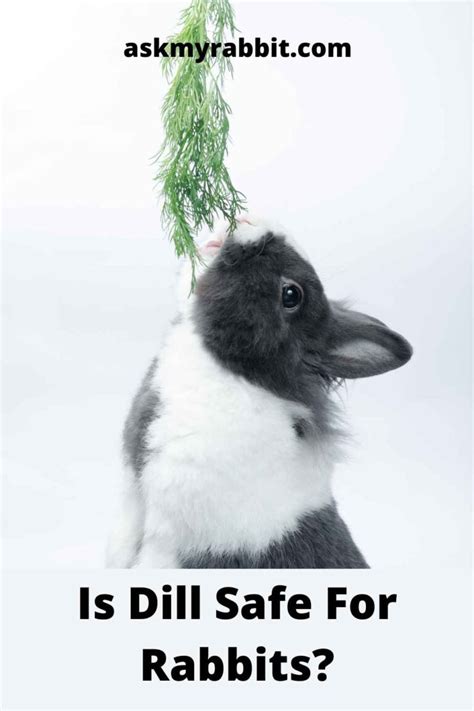 Can Rabbits Eat Dill Benefits Risks And More