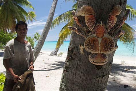 Largest Coconut Crab