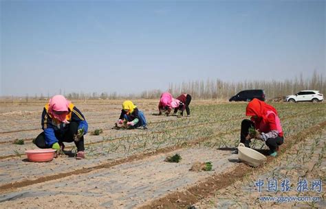 张掖肃南县明花乡洋葱种植忙（图）中国甘肃网