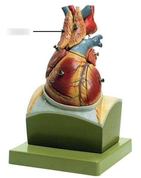 thymus Diagram | Quizlet