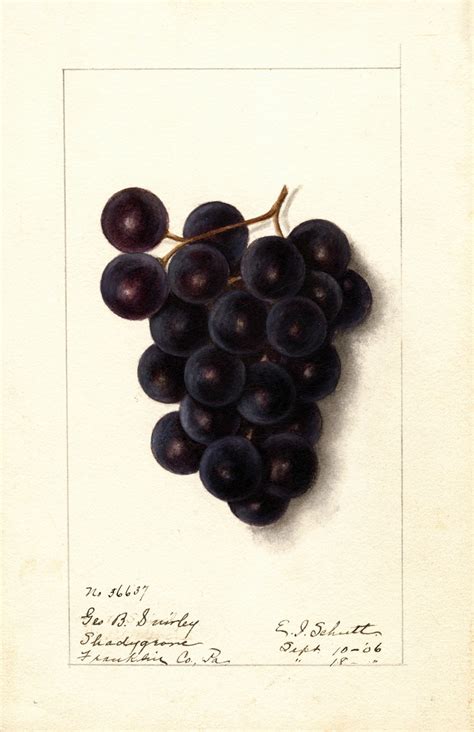 Vitis By Ellen Isham Schutt Artvee