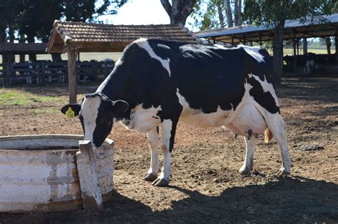 Manejo de gado leiteiro cuidado a reprodução melhora a eficiência