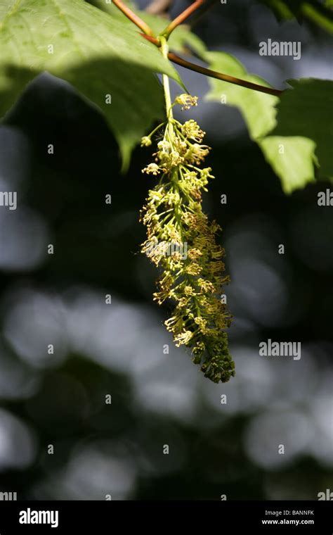 Sycamore Tree Flowers Acer Pseudoplatanus Aceraceae Stock Photo Alamy