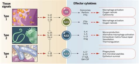 Innate Lymphoid Cells A New Paradigm In Immunology Science