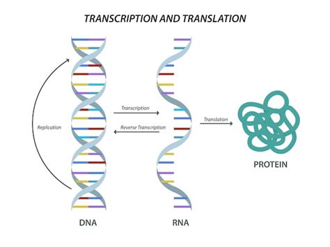 Premium Vector Scientific Biological Model Dna And Rna Transcription