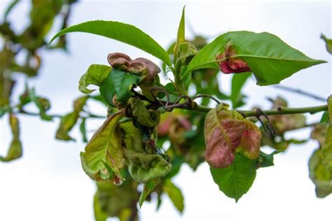 Top Homemade Sprays For Leaf Curl Easy Diy Solutions For Treating