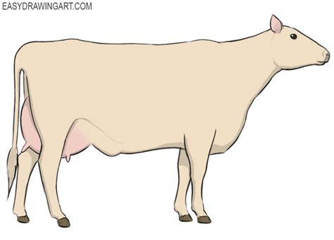 How to Draw a Cow - Easy Drawing Art