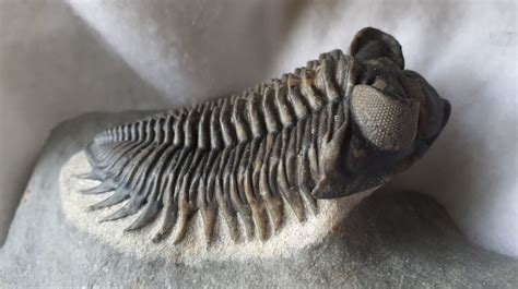 Trilobites: The Amazing Animals We Only Know From Fossils - Earth Life