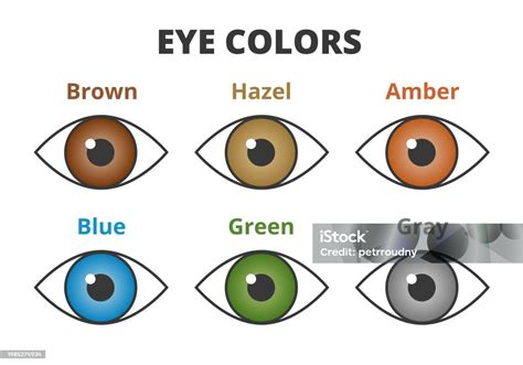 Vector Set Of Human Eye Color Range Brown Hazel Amber Blue Green And ...