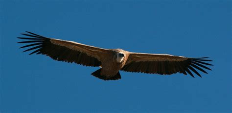 Riserva Regionale Naturale Del Lago Di Cornino B Come Bimbo