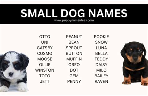 170+ Small Dog Names - Puppy Name Ideas