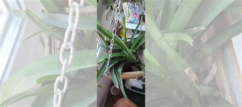 Орхидея ванда купить в Новокузнецке | Товары для дома и дачи | Авито