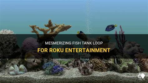 Mesmerizing Fish Tank Loop For Roku Entertainment PetShun