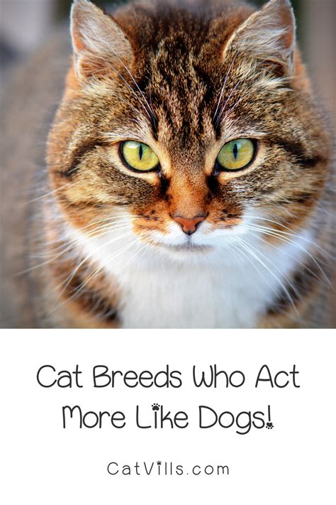 Cats that act like dogs 8 dog like cat breeds – Artofit