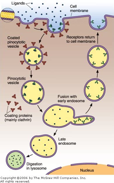 De Histology Fluid Phase Pinocytosis