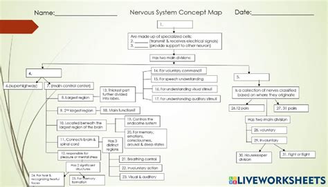 Nervous System Concept Map Online Exercise For Live Worksheets