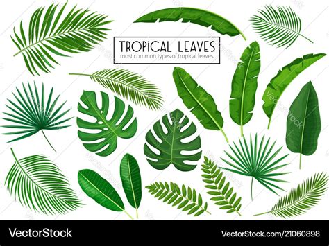 Set Tropical Leaves Royalty Free Vector Image Vectorstock