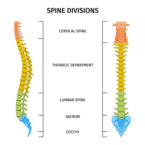 Understanding And Managing Middle Back Pain Causes Symptoms And