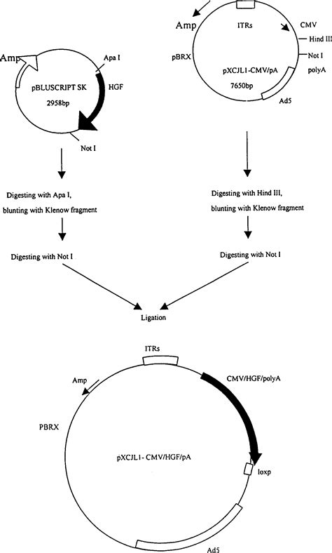 Use Of Recombined Adenovirus Carrying Hepatocyte Growth Factor Gene