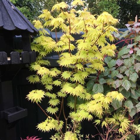 Acer Shirasawanum Aureum Japanse Esdoorn Kopen Artofit