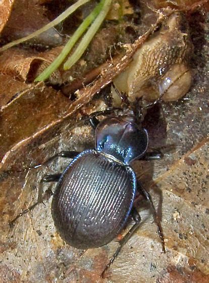 Small Snail Eating Beetle Eating A Snail Sphaeroderus Stenostomus