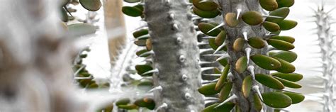 Cactus + Succulent Care Guide | Plant Guides | Mullhal's