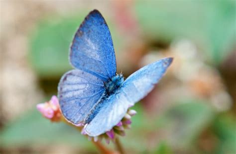 16 Most Common Types Of Butterflies In Michigan With Pictures House