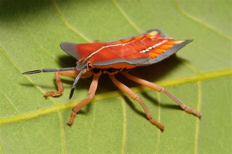 SINOBUG Lychee Stink Bug Nymph Tessaratoma Papillosa