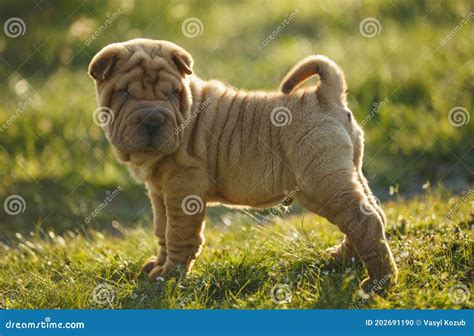 Pei Shar Welpenstellung Auf Dem Rasen Stockfoto Bild Von Reinrassig