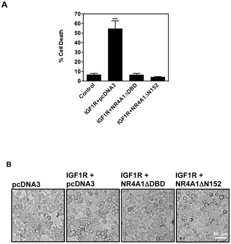 Hek293 Cells Were Co Transfected With The Indicated Plasmids