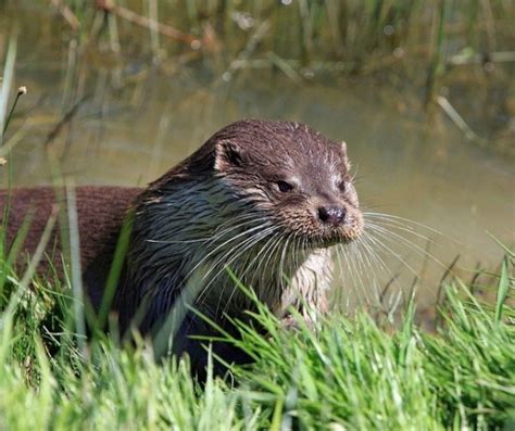 Boreal Forest Mammals: The Boreal Encyclopedia