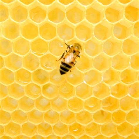 What Is Honey Bee Wax Learn The Process Benefits And Uses