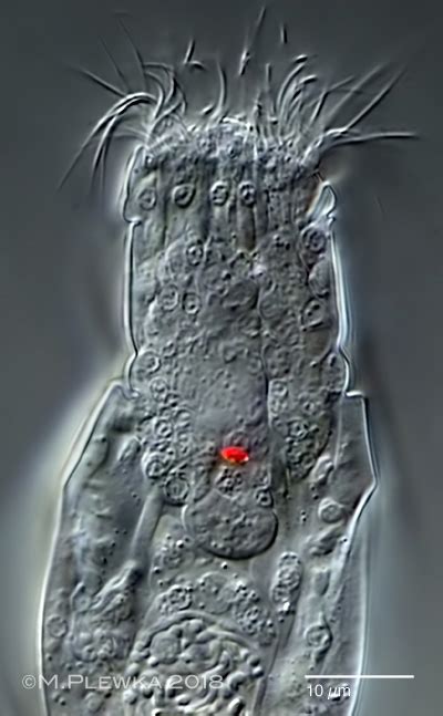 Rotifer Fauna Of Germany And Neighbouring Countries Wierzejskiella